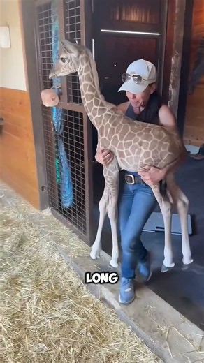 This Baby Giraffe Can't Control Its Neck When It's Sleepy 😂🦒💤