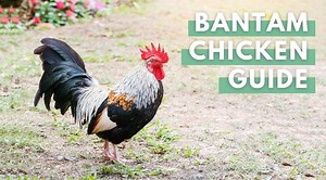 Bantam Chickens: Breeds, Facts, Eggs And Where To Buy