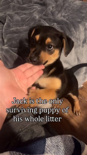 Let’s Rescue Dogs on Instagram: "Jack is the lone survivor of his litter after we rescued his siblings and mom off skid row. Parvo took his whole dog family but he’s beyond ready to find his human family. Jack is now a healthy, bouncing 9 week old Pitbull Rottweiler mix and his mom has the sweetest temperament that’s been passed down to him 🥹 Jack will likely be a 55-70 pound dog once full grown but right now he’s just 11 pounds. He’s teething, learning quickly how to use a pee pad and has lots