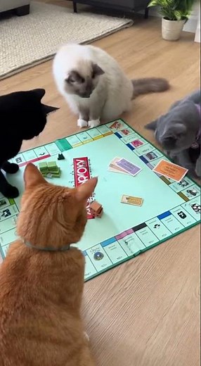 INTENSE Cat Monopoly Game Night! (Who Will Go Bankrupt First?!)