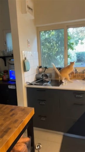 Cat Creates Mess in Kitchen
