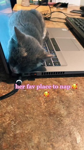 Gray Cat Napping on Laptop – Adorable Sleepy Moments