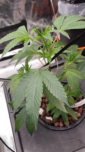 🌈 New Lady Arrived! Rainbow Sherbert 11 Moves Into DWC 💧🔥 | First Clone Grow