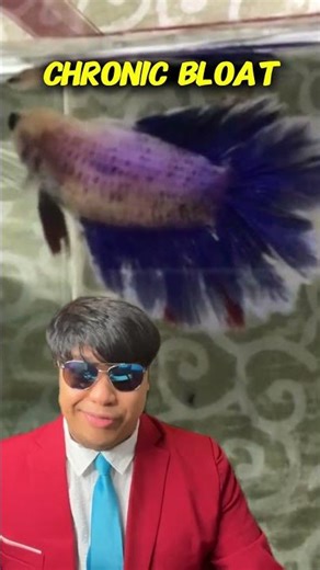 Is This the Worst Betta at PetSmart?