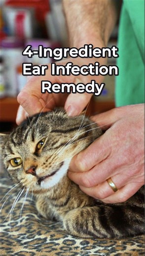 The Natural Dog Ear Infection Remedy for Red, Inflamed, and Yeasty Ears, brought to you by Dr. Karen Becker This is one of my favorite DIY ear remedies, originally shared by Dr. Karen Becker, with one tweak from me. I leave out the hydrogen peroxide. Yes, it has antibacterial and possible antifungal effects, but it can also irritate the ear, especially when the tissue is already inflamed. So I’d rather not make a bad ear worse. Instead, I use: non-alcoholic witch hazel 1 tablespoon apple cider v