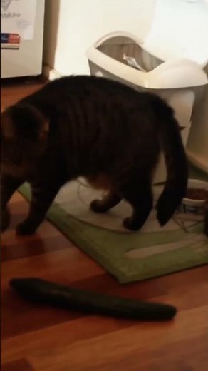 Cats Scared by Cucumbers Compilation 😹 #Cats #FunnyCats #cucumberprank