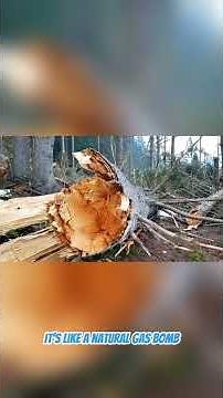 When Trees Go BOOM: The Terrifying Science of Exploding Wood! (Part 2)