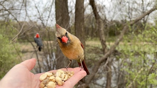 A female Northern Cardinal gets startled a couple of times from Red-winged Blackbirds (one male and one female), but she returns until she is done dining. Video switches to real time ~30 seconds. | Jocelyn Anderson Photography