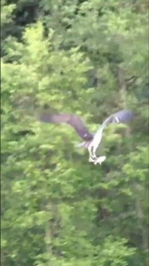 An osprey dives into the water and catches a fish