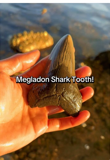 Discovering Megalodon Shark Teeth: A Paleontology Guide