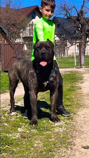 🚨The DESTRUCTION of the PRESA CANARIO…