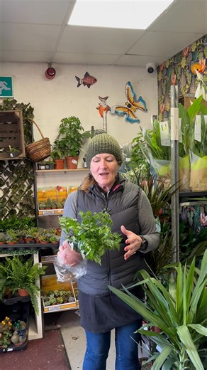 Radermachera China Dolls | Tony Almond Home & Garden