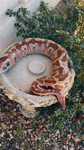 Beautiful Large Blood Python