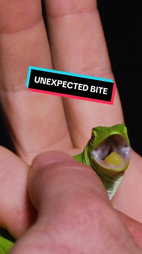 This guy… Gets bit even when he's not trying to! #coyotepeterson #nature #learnwithme I am a professional.