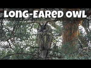Sleepy Long-Eared Owl (Asio otus) relaxing birds sounds over 2 hours