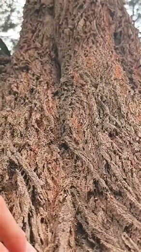 ASMR fast and aggressive tapping and scratching outside