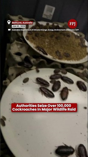 Australia Seizes 100,000 Cockroaches in Major Illegal Bug Breeding Bust