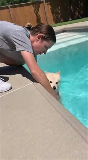 Small Dog Falls In Pool - Instant Rescue!
