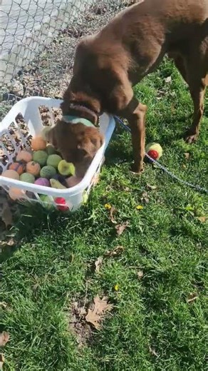 Dog Waiting to be Adopted! Chocolate Labs are the best! #adoptionrocks #doglife