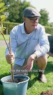 Best Way to Plant a Tree! | Gardening Australia