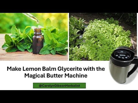Make a Lemon Balm no- alcohol Glycerite in the Magical Butter Machine in hours not weeks