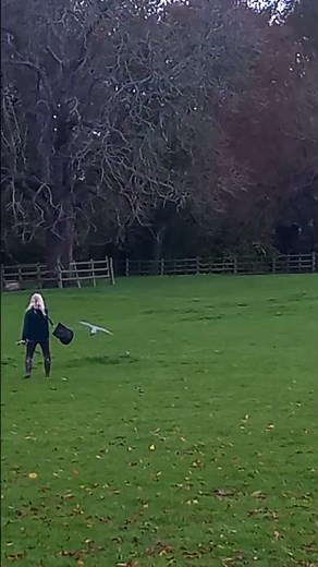 LANNER FALCON IN FLIGHT