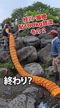 Katsura River/Saruhashi Part 2 [Releasing 1 Million Ayu Sweetfish] #fishing #ayu #stocking