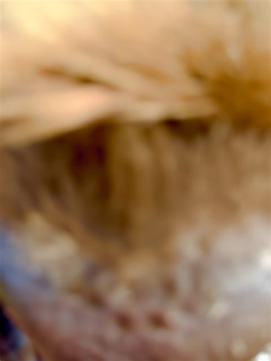 Houston Oaks Country Club & Retreat on Reels