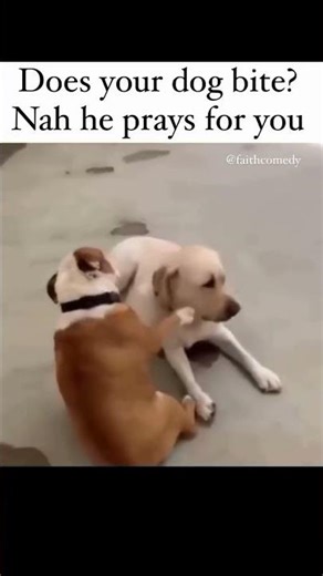 Praying Dog Anyone? #Lol #Fun #Funny #Humor #Church #Meme