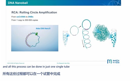 【陈巍翻译】华大DNB二代测序技术