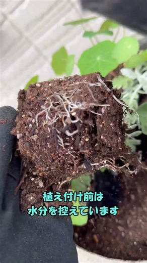【白妙菊・金蓮花】【ガーデニング】＃種から育てる寄せ植え＃鉢の中身＃shorts