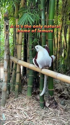 3 Fun Facts About Madagascar 🇲🇬