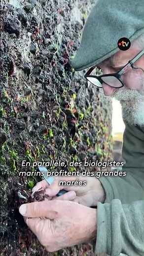 🌊🏰 Le Fort Boyard menacé par l'érosion