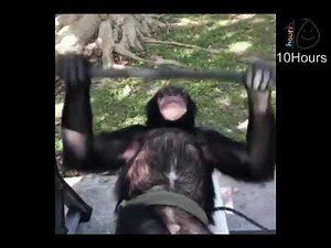 monkey lifting for 10 hours
