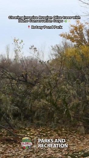 Russian Olive tree removal in action with Idaho Conservation Corps! These trees are non-native and invasive, removing them helps native plants return and improves park access for the community! 🌳 | Caldwell Parks and Recreation