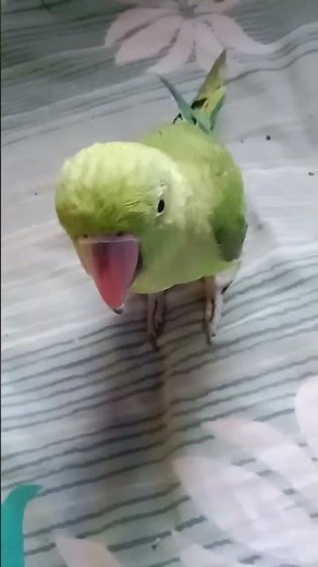 lndian ringneck parrot screaming #parrot #nonstoptalkingparrot #birds