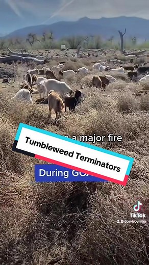 Combatting Tumbleweeds: Innovative Grazing Solutions