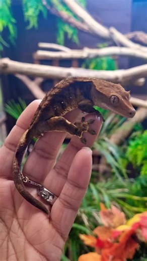 Dark Tiger Crested Gecko . . . #crestedgecko #reptiles #morph