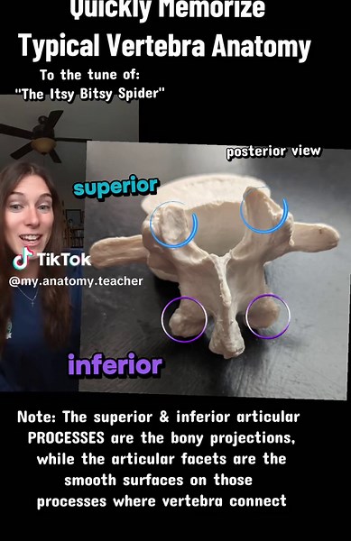 Typical Vertebra Anatomy - Quick Memorization Guide