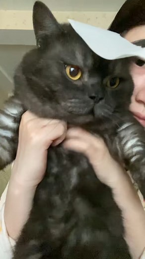 Hello everyone, it's my meowmeow #cat #meow #cute | Take meow hand