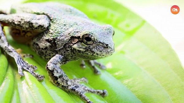 10 Strange Animal Partnerships That Shouldn’t Exist