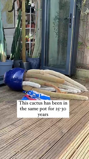 Repotting a 30-Year-Old Cactus: Plant Care Guide