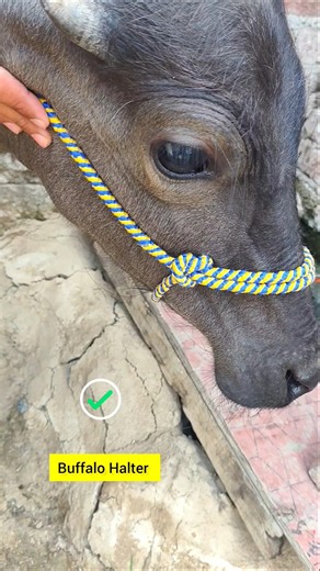 Best Buffalo Halter Tutorial #diy #knot #hacks #tips #shorts #youtubeshorts