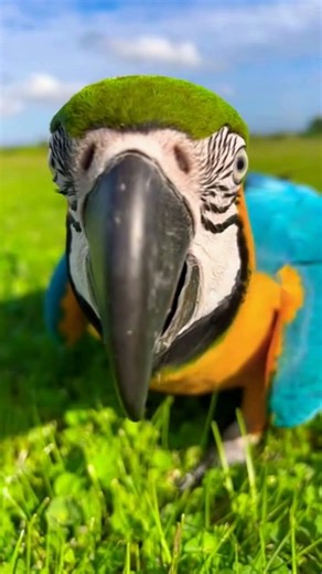 This playful macaw is ready to steal the spotlight #parrotsound #talkingparot #birds
