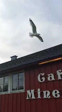 Seagulls Attack! 😛 11th June, 2023, kl07:20