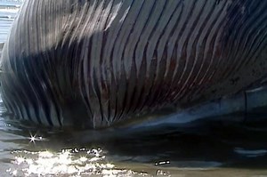 Authorities might dynamite dead whale before it self-explodes