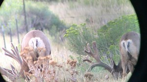 53K views · 4.3K reactions | Here bucky, bucky, bucky! Did you know...