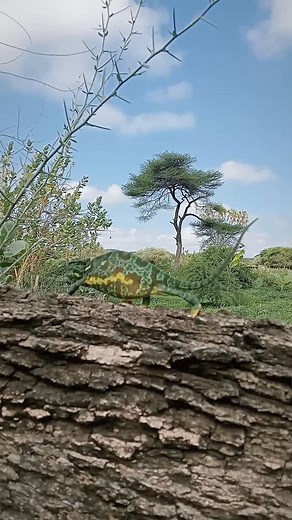 13 reactions | Chameleons change color primarily for communication,...