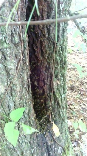 Bee tree video I took long time ago somewhere. Really cool to see honey bees in tree survive