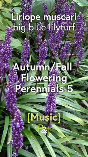 15 reactions | Liriope muscari a pretty Autumn/Fall flowering perennial - see the whole lot in our main video! #plants #flowers #garden #gardening #Autumn #Fall | Pots & Trowels | Facebook